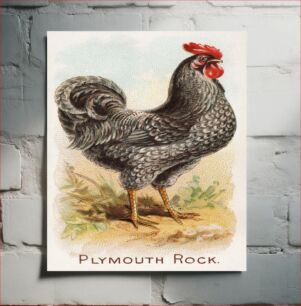 Πίνακας, Plymouth Rock, from the Prize and Game Chickens series N20 for Allen & Ginter Cigarettes (1891) by Allen & Ginter