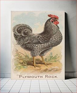 Πίνακας, Plymouth Rock, from the Prize and Game Chickens series N20 for Allen & Ginter Cigarettes (1891) by Allen & Ginter