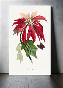 Πίνακας, Poinsettia flower painting