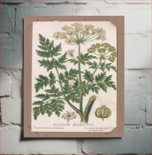 Πίνακας, Poison Hemlock from the Plants series