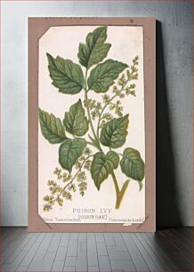 Πίνακας, Poison Ivy from the Plants series
