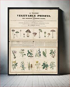 Πίνακας, Poisonous mushrooms: Irritating poisons (1840–1850) by George Edward Madeley