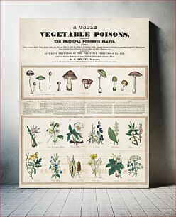 Πίνακας, Poisonous mushrooms: Irritating poisons (1840–1850) by George Edward Madeley