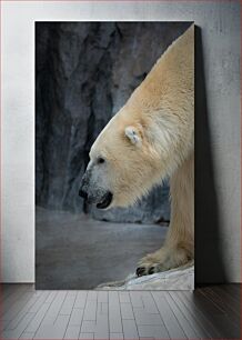 Πίνακας, Polar Bear in Natural Habitat Πολική αρκούδα σε φυσικό βιότοπο