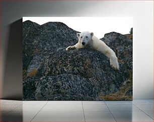 Πίνακας, Polar Bear Resting on Rocks Πολική αρκούδα που στηρίζεται σε βράχους