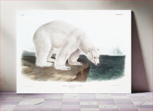 Πίνακας, Polar Bear (Ursus maritimus) from the viviparous quadrupeds of North America (1845) illustrated by John Woodhouse Audubon (1812-1862)