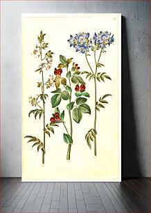 Πίνακας, Polemonium caeruleum (common Jacob's ladder);Lotus tetragonolobus (asparagus pea) by Maria Sibylla Merian