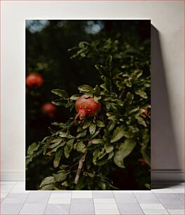 Πίνακας, Pomegranate on the Plant Ρόδι στο φυτό