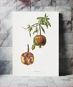 Πίνακας, Pomegranate (Punica granatum) from Pomona Italiana (1817 - 1839) by Giorgio Gallesio (1772-1839)