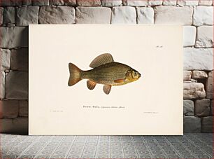 Πίνακας, Pond crucian carp, 1836 - 1857, Wilhelm von Wright