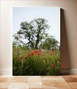 Πίνακας, Poppies in a Field Παπαρούνες σε ένα χωράφι