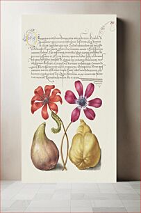 Πίνακας, Poppy Anemones, Caterpillar, Fig, and Quince from Mira Calligraphiae Monumenta or The Model Book of Calligraphy (1561–1596) by Georg Bocskay and Joris Hoefnagel