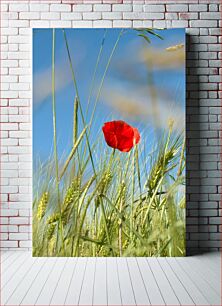 Πίνακας, Poppy in a Field Παπαρούνα σε χωράφι