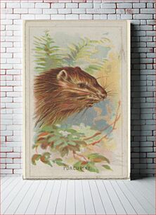 Πίνακας, Porcupine, from the Wild Animals of the World series (N25) for Allen & Ginter Cigarettes, issued by Allen & Ginter