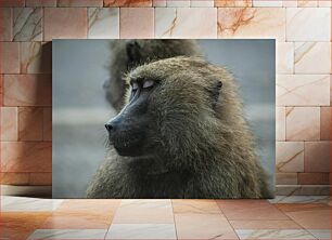 Πίνακας, Portrait of a Baboon Πορτρέτο ενός Μπαμπουίνου