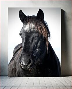 Πίνακας, Portrait of a Black Horse Πορτρέτο ενός μαύρου αλόγου