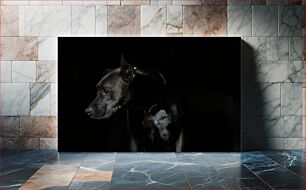 Πίνακας, Portrait of a Dog in Shadow Πορτρέτο ενός σκύλου στη σκιά