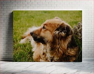 Πίνακας, Portrait of a Dog in the Grass Πορτρέτο ενός σκύλου στο γρασίδι