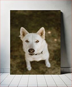Πίνακας, Portrait of a Dog Πορτρέτο ενός σκύλου