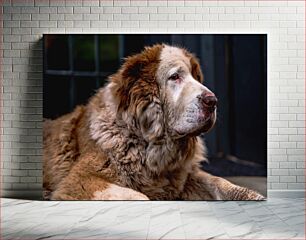 Πίνακας, Portrait of a Dog Πορτρέτο ενός σκύλου