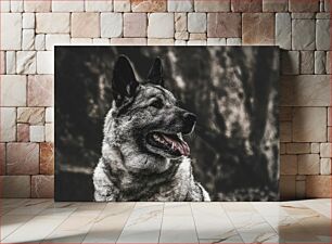 Πίνακας, Portrait of a Dog Πορτρέτο ενός σκύλου