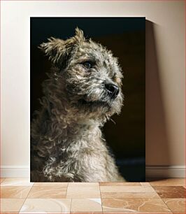 Πίνακας, Portrait of a Fluffy Dog Πορτρέτο ενός χνουδωτού σκύλου