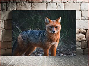 Πίνακας, Portrait of a Fox Πορτρέτο μιας αλεπούς