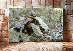 Πίνακας, Portrait of a Goat Πορτρέτο μιας κατσίκας