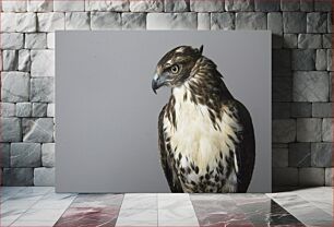 Πίνακας, Portrait of a Hawk Πορτρέτο ενός γερακιού