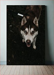 Πίνακας, Portrait of a Husky Dog Πορτρέτο ενός σκύλου γεροδεμένο