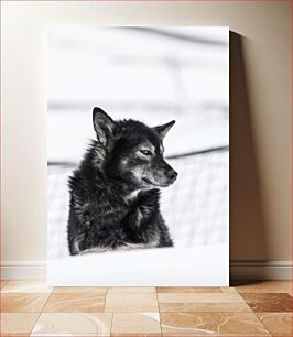 Πίνακας, Portrait of a Husky in Snow Πορτρέτο ενός χάσκι στο χιόνι