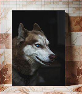 Πίνακας, Portrait of a Husky Πορτρέτο ενός γεροδεμένου