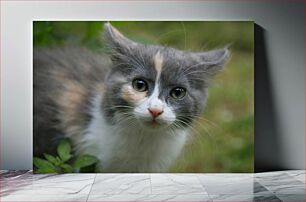 Πίνακας, Portrait of a Kitten Πορτρέτο ενός γατάκι