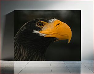 Πίνακας, Portrait of a Majestic Eagle Πορτρέτο ενός μεγαλειώδους αετού