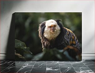 Πίνακας, Portrait of a Marmoset Πορτρέτο ενός Marmoset