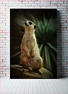 Πίνακας, Portrait of a Meerkat Πορτρέτο ενός Meerkat