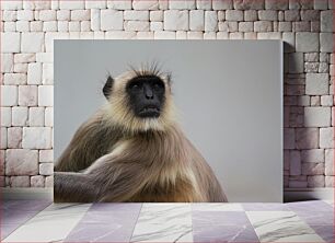 Πίνακας, Portrait of a Monkey Πορτρέτο ενός πιθήκου
