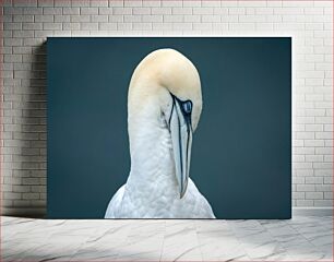 Πίνακας, Portrait of a Northern Gannet Πορτρέτο ενός Βόρειου Γάνετ