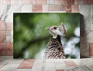 Πίνακας, Portrait of a Peacock Πορτρέτο ενός παγωνιού