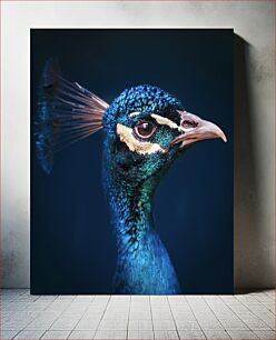 Πίνακας, Portrait of a Peacock Πορτρέτο ενός παγωνιού