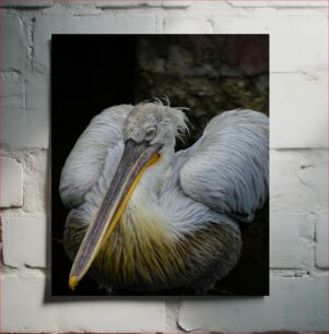 Πίνακας, Portrait of a Pelican Πορτρέτο ενός πελεκάνου