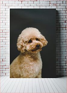 Πίνακας, Portrait of a Poodle Πορτρέτο ενός κανίς