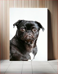 Πίνακας, Portrait of a Pug Πορτρέτο ενός πατημασιού