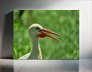 Πίνακας, Portrait of a Stork Πορτρέτο ενός πελαργού