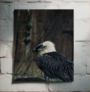 Πίνακας, Portrait of a Vulture Πορτρέτο ενός γύπα