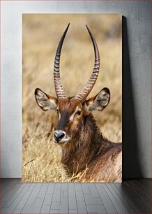 Πίνακας, Portrait of an Antelope Πορτρέτο μιας Αντιλόπης