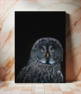 Πίνακας, Portrait of an Owl Πορτρέτο μιας κουκουβάγιας