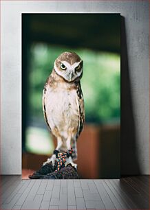 Πίνακας, Portrait of an Owl Πορτρέτο μιας κουκουβάγιας