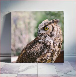 Πίνακας, Portrait of an Owl Πορτρέτο μιας κουκουβάγιας