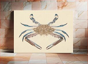 Πίνακας, Portunua pelagicus (Blue Crab) by Luigi Balugani